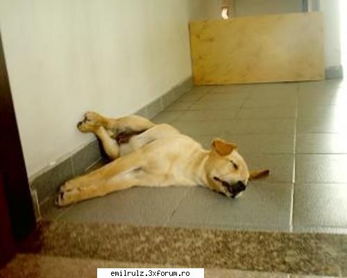 Despre somn - Si de Nappy Napster. (Hahaha) - Nimicuri