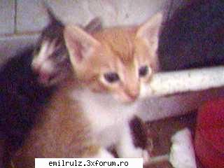 topic aiurea - si pisicii pe care i-am dat - Nimicuri
